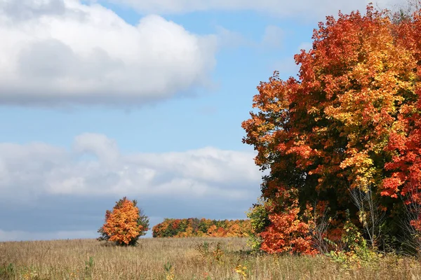 Belleza Del Paisaje Otoñal Del Bosque Caducifolio Con Hojas Coloridas — Foto de Stock