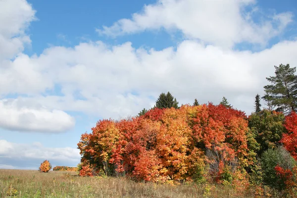 Belleza Del Paisaje Otoñal Del Bosque Caducifolio Con Hojas Coloridas — Foto de Stock