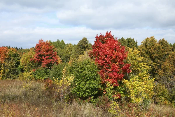 Belleza Del Paisaje Otoñal Del Bosque Caducifolio Con Hojas Coloridas — Foto de Stock