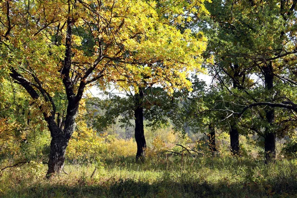 Φθινόπωρο Τοπίο Όμορφα Κίτρινα Φύλλα Στα Δέντρα Στο Άλσος Βελανιδιάς — Φωτογραφία Αρχείου