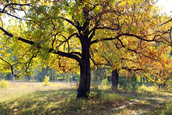 Outono Paisagem Belas Folhas Amarelas Nas Árvores Bosque Carvalho Dia — Fotografia de Stock