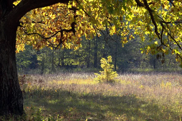 Outono Paisagem Belas Folhas Amarelas Nas Árvores Bosque Carvalho Dia — Fotografia de Stock