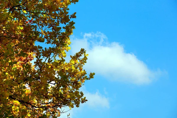 Крупним Планом Пофарбоване Дубове Листя Гілці Лісі Сонячний День — стокове фото