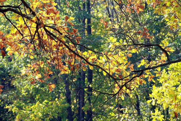 Осінній Пейзаж Красиве Жовте Листя Деревах Дубовому Гаю Сонячний День — стокове фото