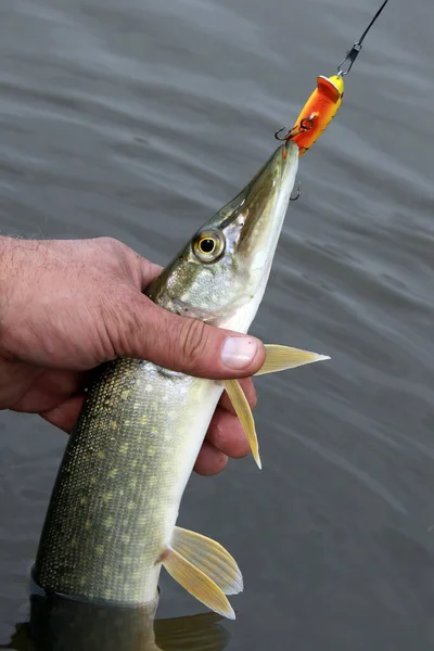 Close Freshly Caught Pike Hook His Hand Fisherman River Background — Stock Photo, Image