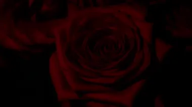 Düzenleme ve deneyler için su damlalarıyla kırmızı gül bileşimi