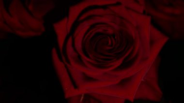 Düzenleme ve deneyler için su damlalarıyla kırmızı gül bileşimi