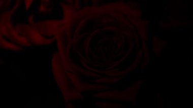 Düzenleme ve deneyler için su damlalarıyla kırmızı gül bileşimi