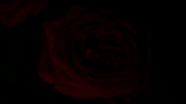 Düzenleme ve deneyler için su damlalarıyla kırmızı gül bileşimi