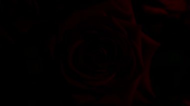 Düzenleme ve deneyler için su damlalarıyla kırmızı gül bileşimi