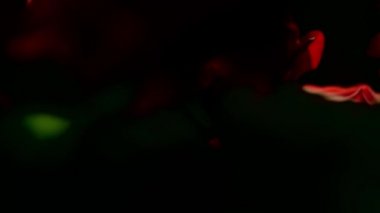 Düzenleme ve deneyler için su damlalarıyla kırmızı gül bileşimi