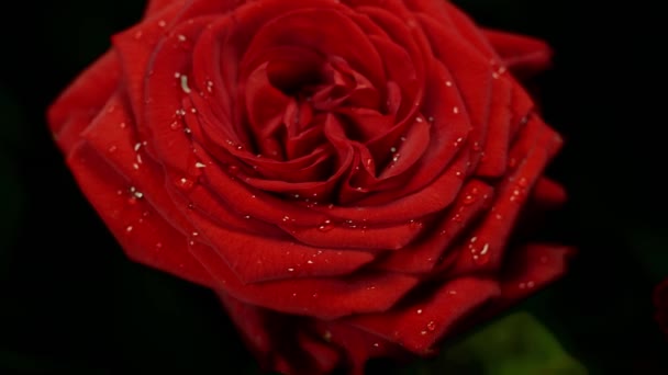 Σύνθεση Κόκκινου Τριαντάφυλλου Σταγόνες Νερού Για Επεξεργασία Και Πειράματα — Αρχείο Βίντεο