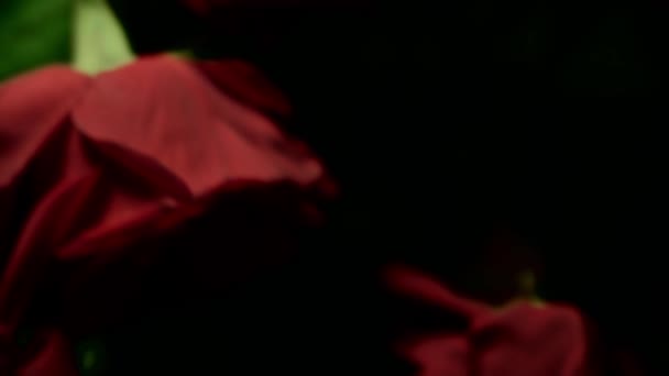 Composition Rose Rouge Avec Gouttes Eau Pour Édition Les Expériences — Video