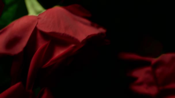 Composición Rosa Roja Con Gotas Agua Para Editar Experimentar — Vídeos de Stock