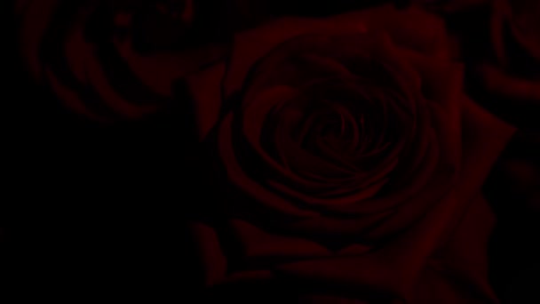 红玫瑰成分与水滴进行编辑和实验 — 图库视频影像