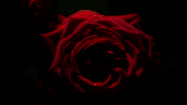 Состав Красной Розы Капельками Воды Редактирования Экспериментов — стоковое видео