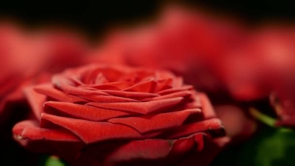 編集や実験のための水滴と赤いバラの組成 — ストック動画