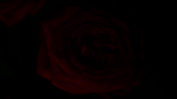 Kompozycja Czerwonej Róży Kroplami Wody Edycji Eksperymentów — Wideo stockowe