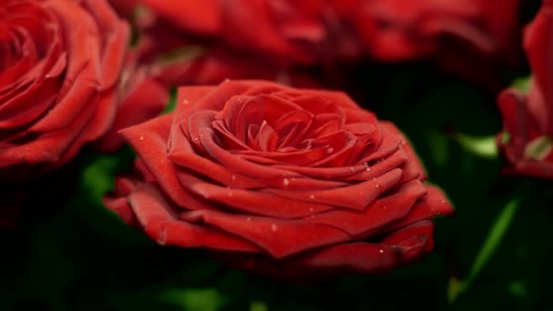 Zusammensetzung Roter Rosen Mit Wassertropfen Zum Editieren Und Experimentieren — Stockvideo