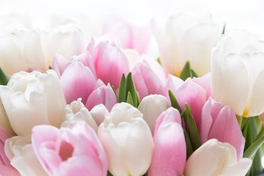 Güzel buket laleler açık pembe ve beyaz çiçekler 8 Mart için ya da anneniz için ve mükemmel arka plan yakın çekim makrosu için