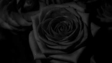 Deneyleriniz için biraz su damlası ve mükemmel düzenleme içeren siyah ve beyaz güller.