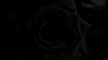 Deneyleriniz için biraz su damlası ve mükemmel düzenleme içeren siyah ve beyaz güller.