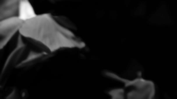 Чорно Білі Троянди Краплями Води Ваших Експериментів Досконале Редагування — стокове відео