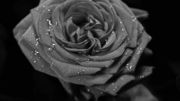 Roses Noires Blanches Avec Quelques Gouttes Eau Pour Vos Expériences — Video