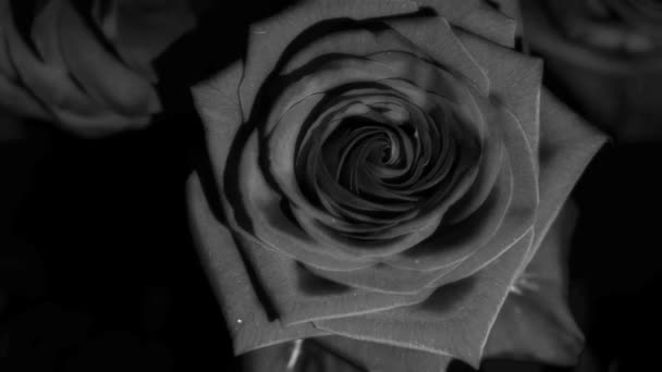 Roses Noires Blanches Avec Quelques Gouttes Eau Pour Vos Expériences — Video