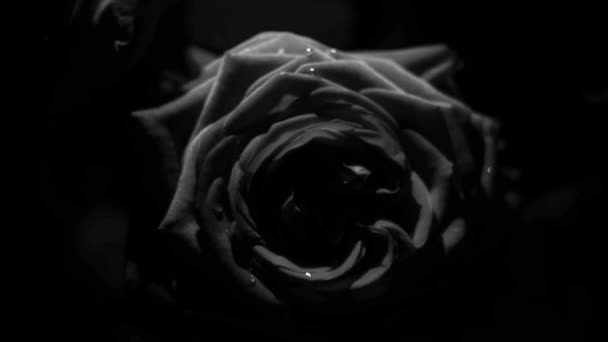 Roses Noires Blanches Avec Quelques Gouttes Eau Pour Vos Expériences — Video