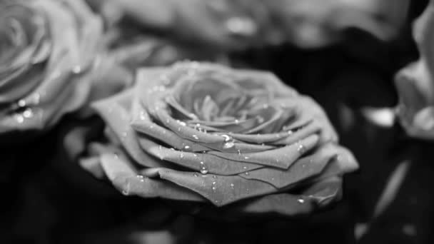 Rosas Blancas Negras Con Gotas Agua Para Tus Experimentos Edición — Vídeo de stock