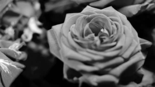 Schwarze Und Weiße Rosen Mit Ein Paar Wassertropfen Für Ihre — Stockvideo