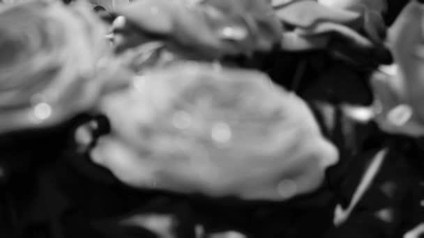 Zwart Witte Rozen Met Een Aantal Druppels Water Voor Experimenten — Stockvideo