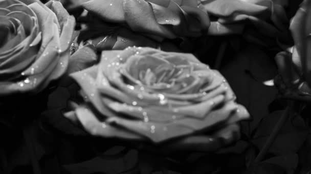 Roses Noires Blanches Avec Quelques Gouttes Eau Pour Vos Expériences — Video