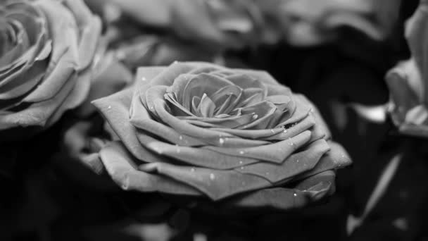Rosas Blancas Negras Con Gotas Agua Para Tus Experimentos Edición — Vídeos de Stock