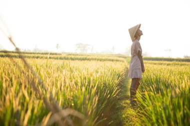 Kırsal kesim şapkalı güzel kız, Asya 'nın tarla manzaralı pirinç topluyor. Sarı saçlı, pirinç tarlasında çalışıyor. Bali' de temiz doğa, sağlıklı ekoloji turizmi.