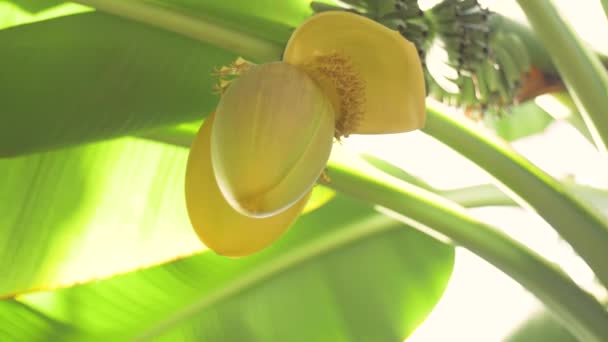 驚くべき花と赤ちゃんの緑のバナナの熱帯植物とバナナの木 — ストック動画