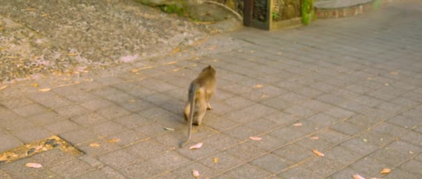 Macaca Fascicularis Passeggiata Sul Ruscello — Video Stock