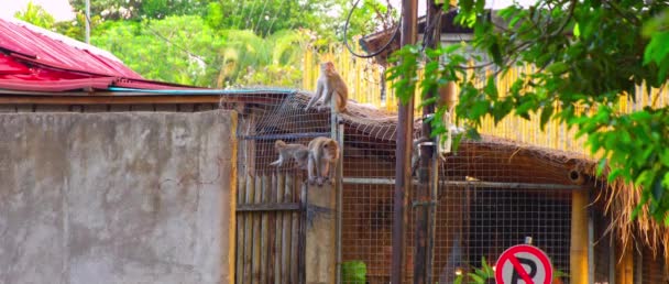 Macacas Ubud Monkey Forest Slow Motion Walk — Stock Video