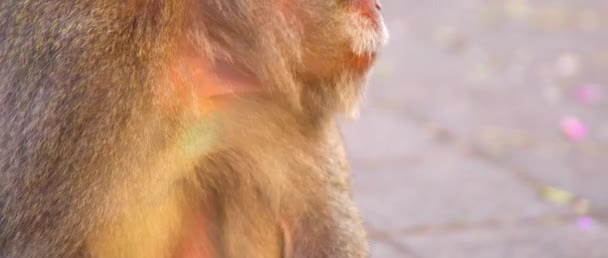 Macaca Fasciculari Close Sentar Riacho Comer Algo Algumas Bicicletas Atrás — Vídeo de Stock