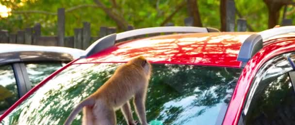 マカカ ファスカリは車に座って車のガラスの後ろに何かを置こうとしてる — ストック動画