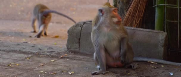 Macaca Fasciculari Cerca Sentarse Corriente Comer Algo Algunas Bicicletas Detrás — Vídeo de stock