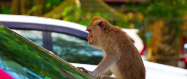 Macaca Fasciculari Duduk Atas Mobil Dan Mencoba Memasang Sesuatu Belakang — Stok Video