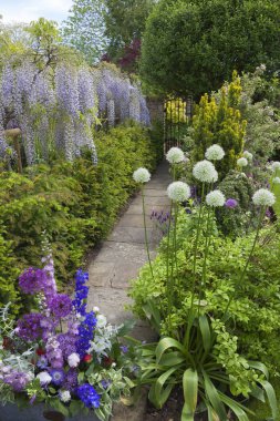 Cotswold yazlık bahçe Wisteria ve Alliums, İngiltere