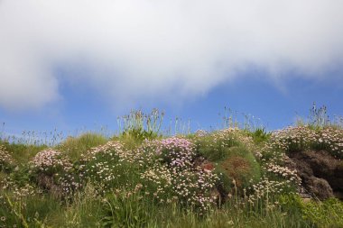 Muz ve tasarruf, kır çiçeği arka plan, Cornwall, İngiltere