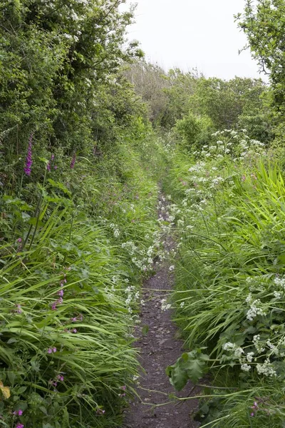 Cornwalls kust väg full av vilda blommor, Cornwall, England — Stockfoto