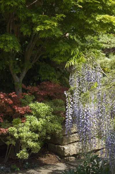 Cotswold cottage ogród z Wisteria i Acer drzew, Anglia — Zdjęcie stockowe