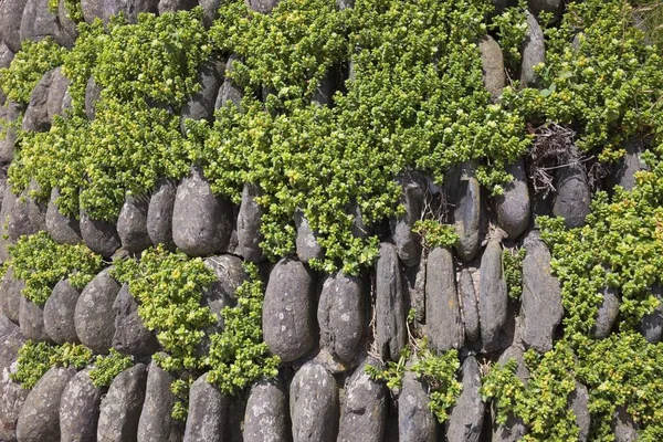 Taş duvar Halzephron Cove, Cornwall, İngiltere — Stok fotoğraf