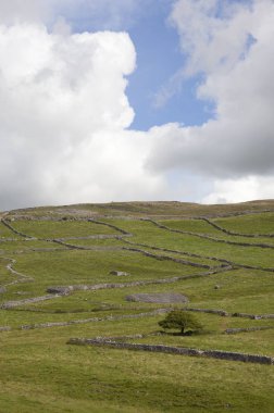 Yorkshire Dales taş duvarlar