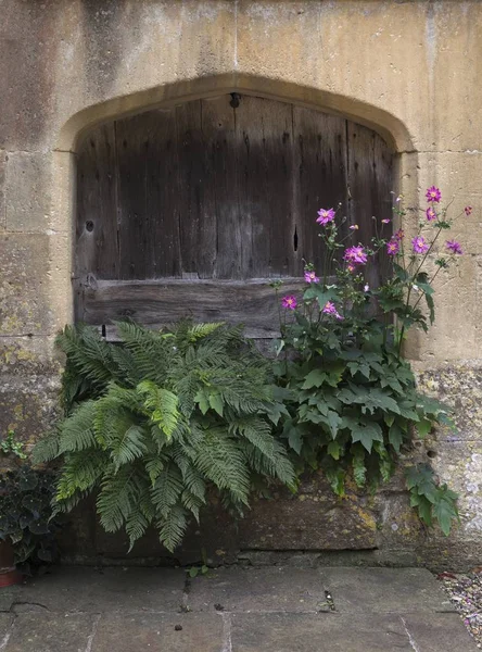 Steinpflanzkübel mit Farnen und Anemonen — Stockfoto